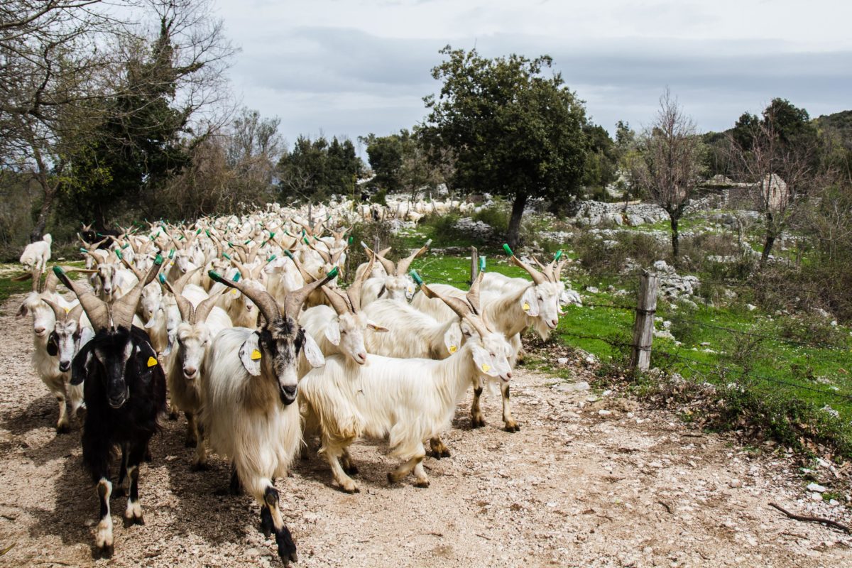 Italian Tour Your Italian experience